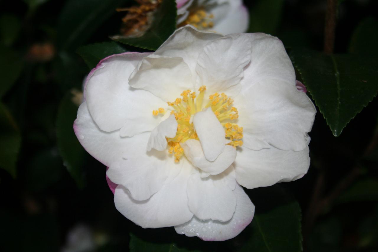 Camellia sasanqua 'Paradise Venessa'®
