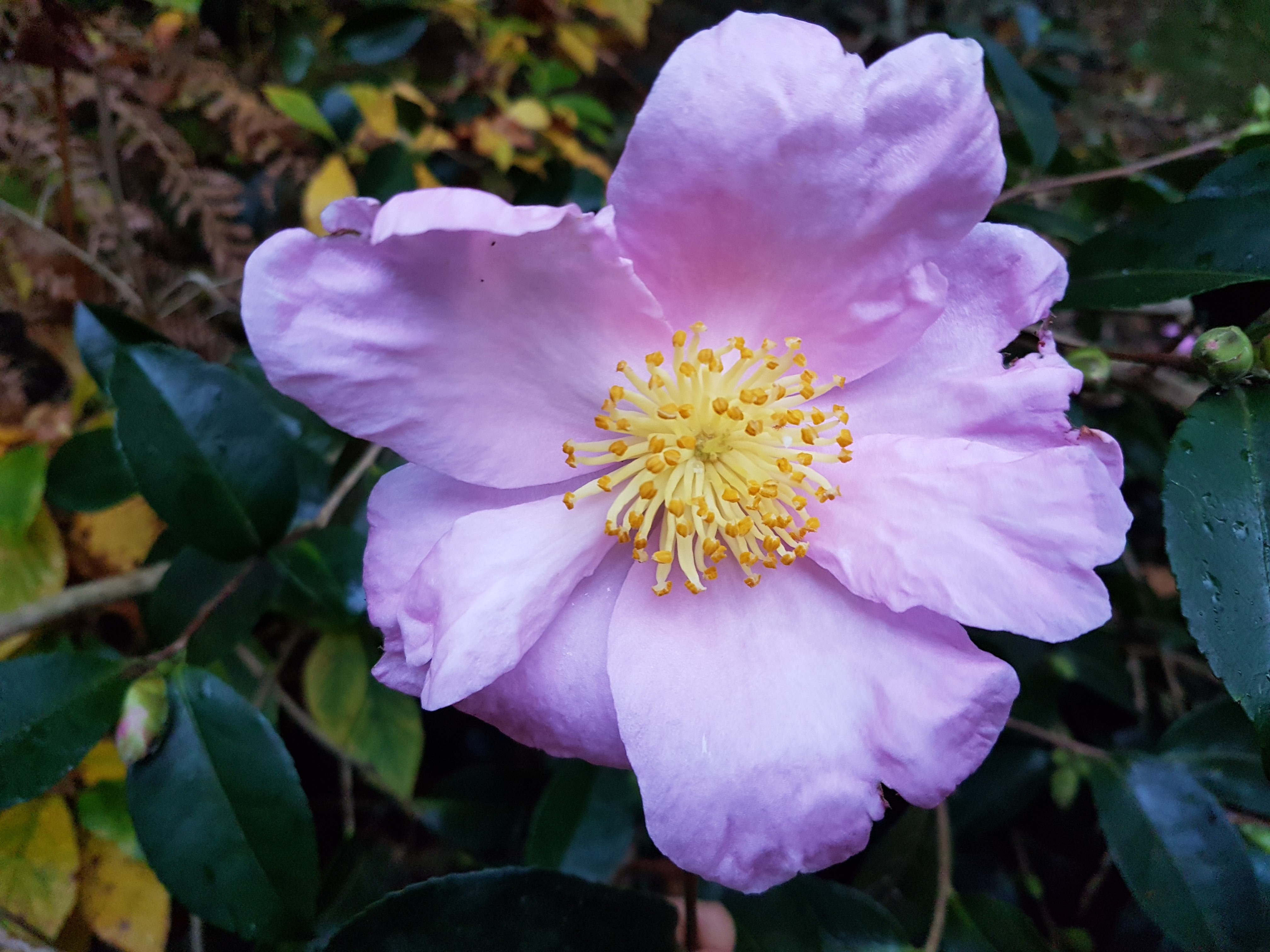 Camellia sasanqua 'Plantation Pink'