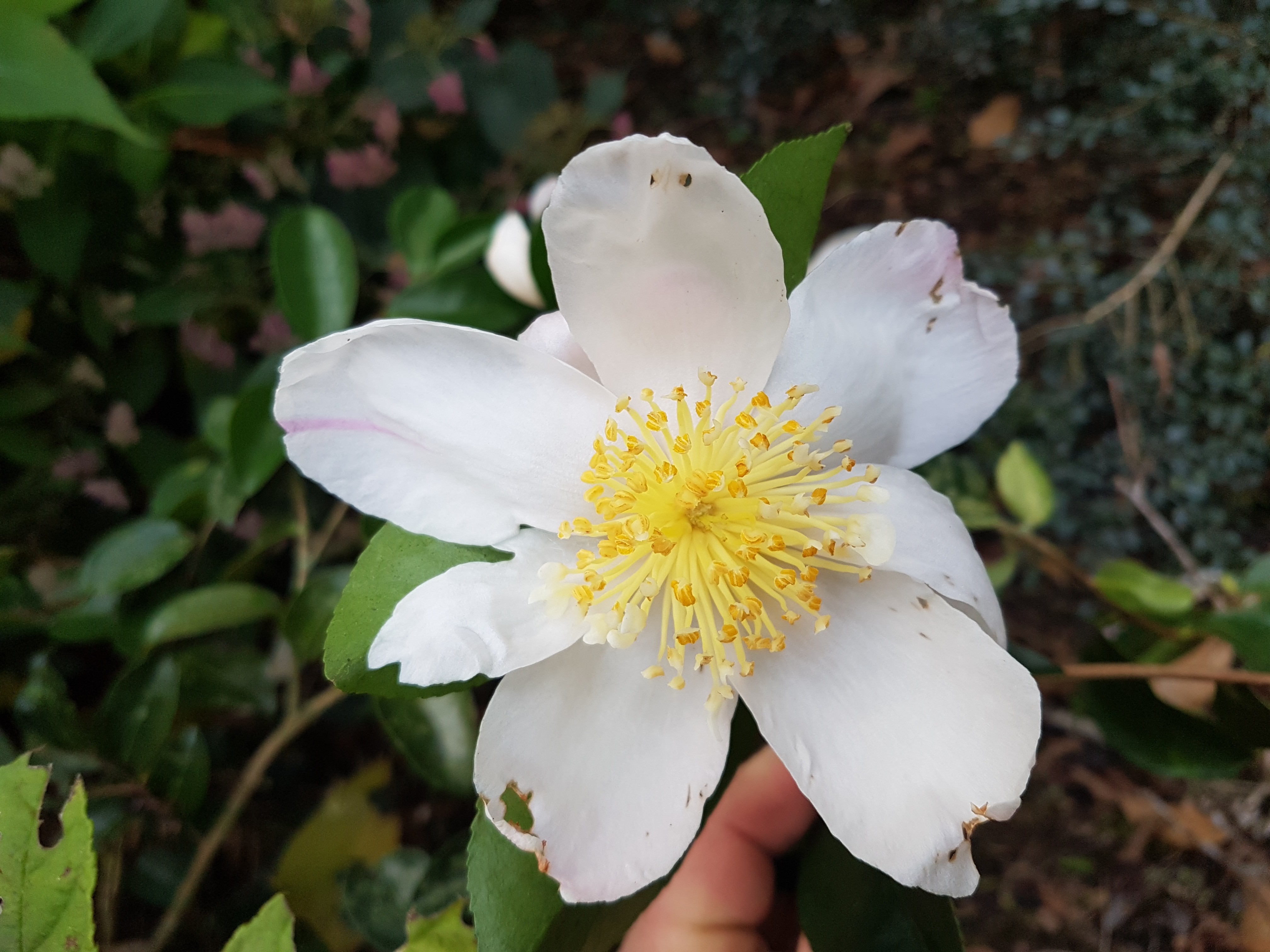 Camellia sasanqua 'Plantation Pink blanc' 