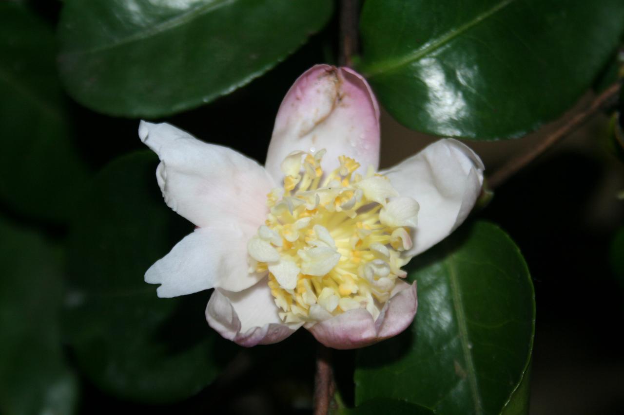 Camellia sasanqua 'Plantation Pink blanc'