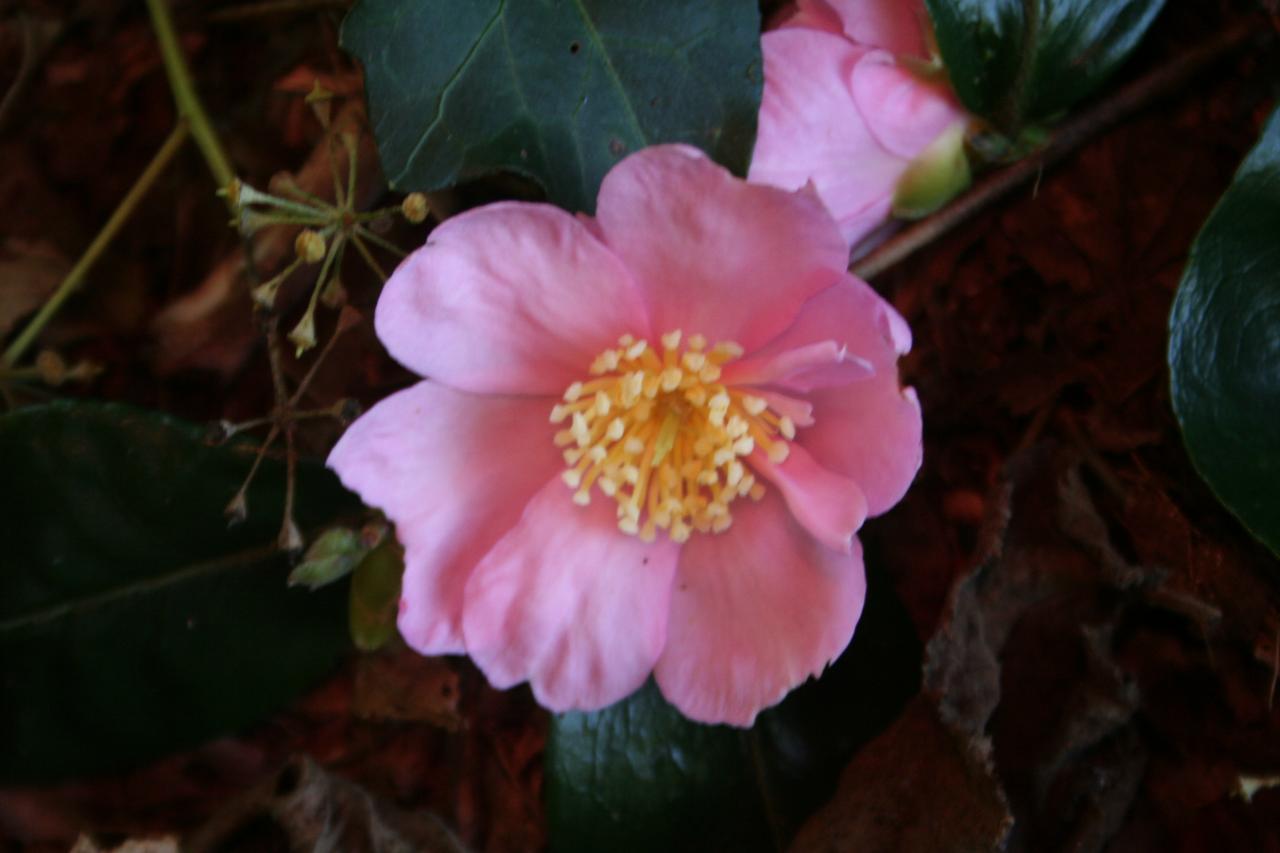 Camellia sasanqua 'Plantation Pink'