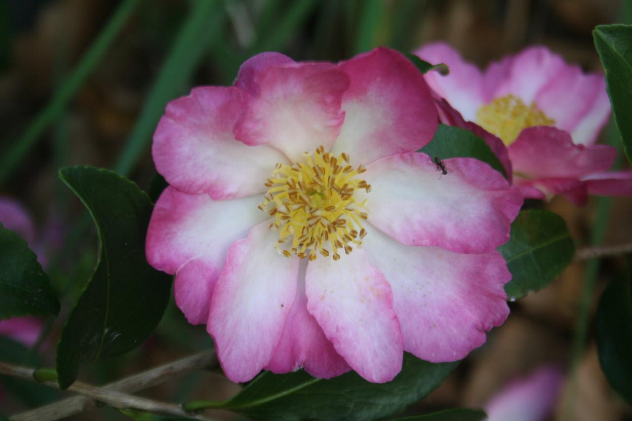 Camellia sasanqua 'Rainbow'-2-mais plutot 'Navajo'