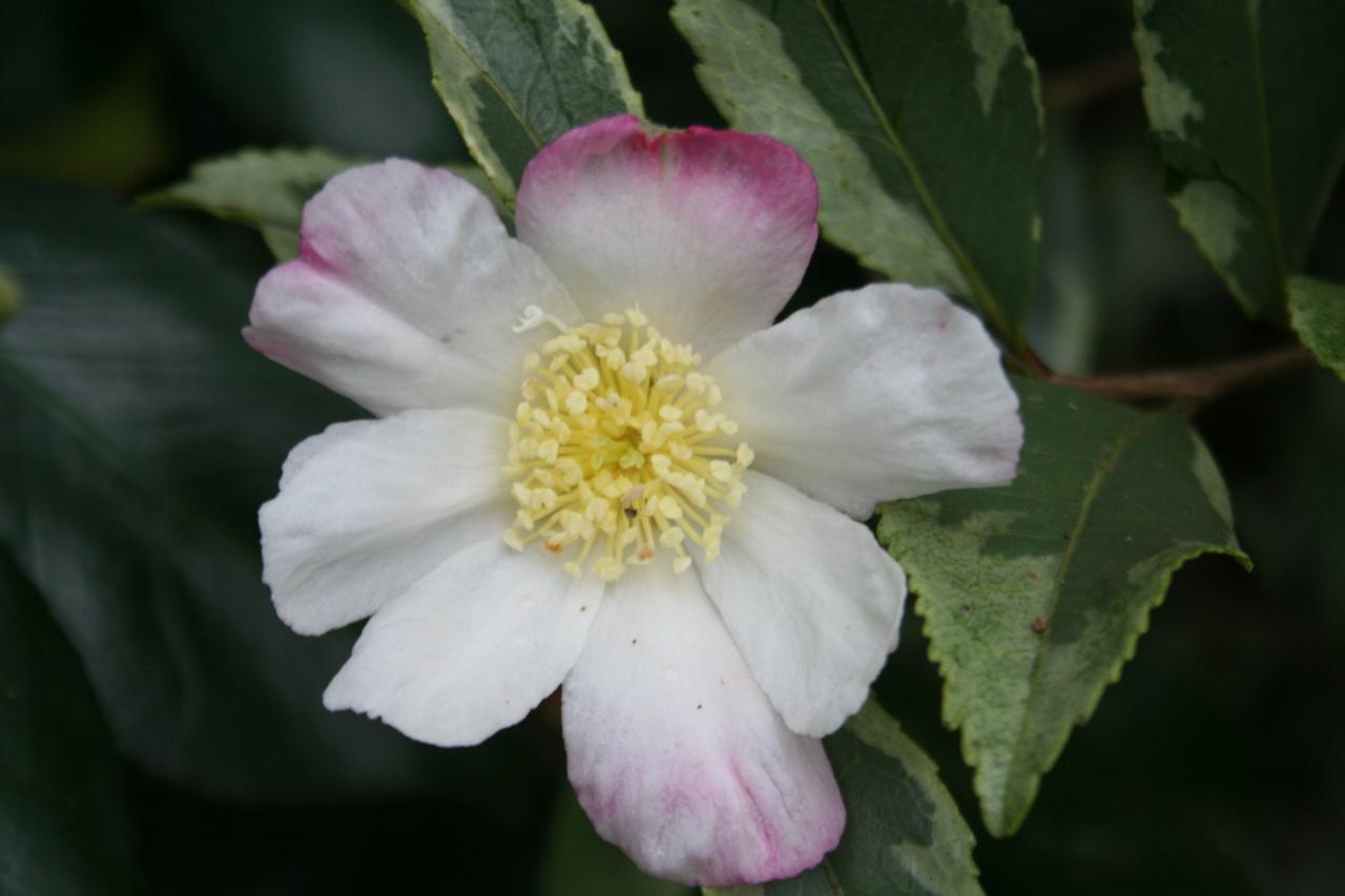 Camellia sasanqua 'Sasanqua Variegata'-2- (2)