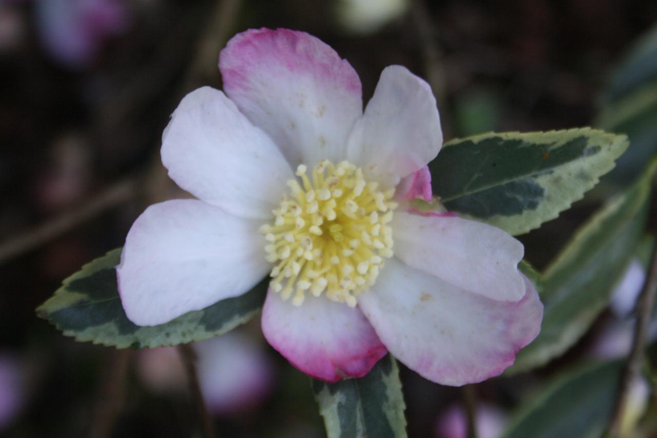 Camellia sasanqua 'Sasanqua Variegata'-2-