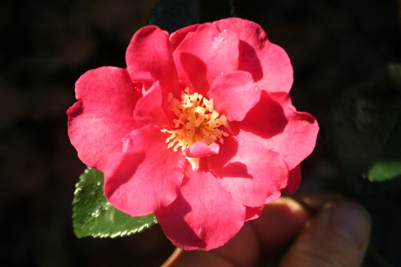 Camellia sasanqua 'Sekiyô'