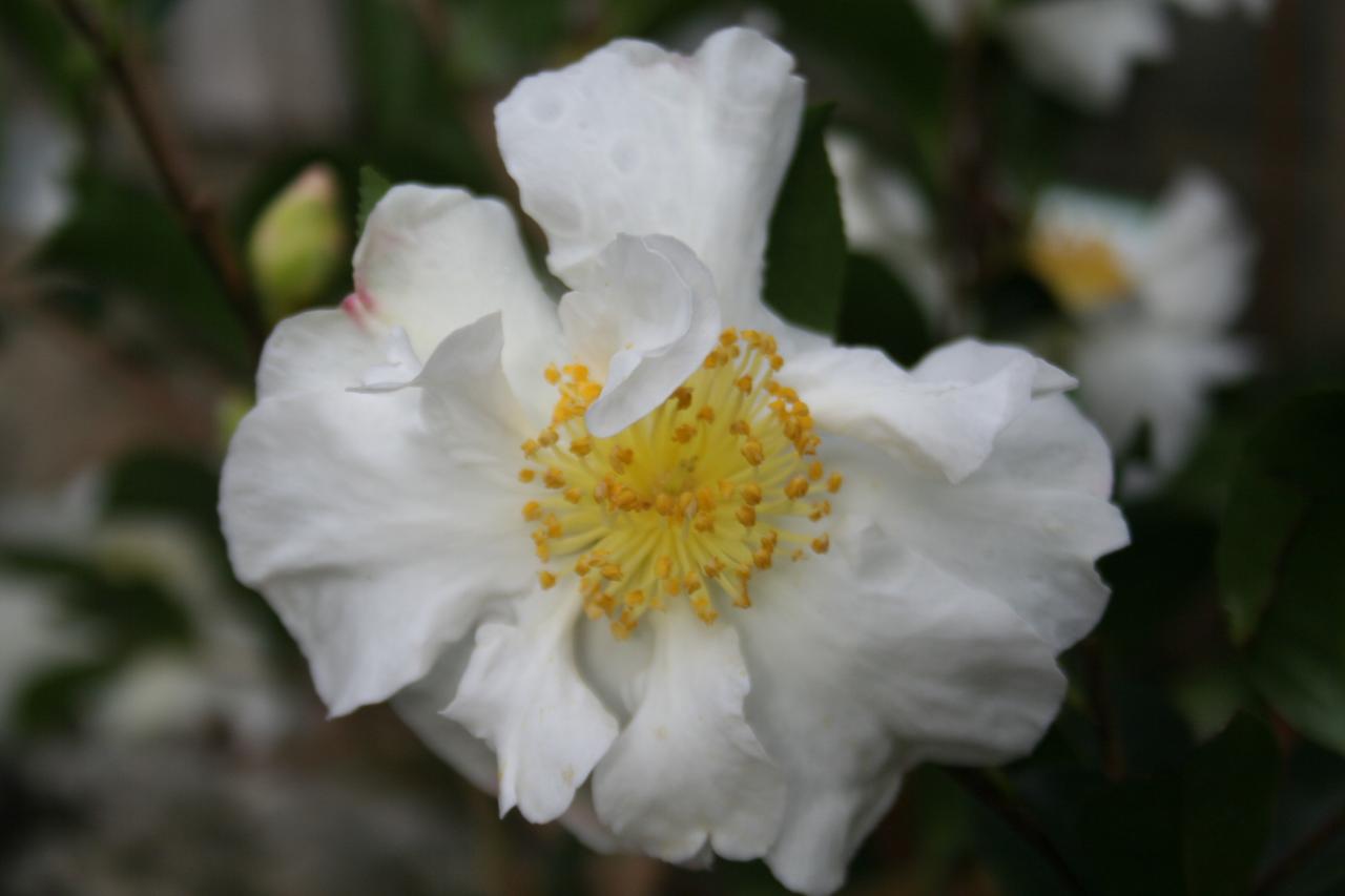 Camellia sasanqua 'Setsugekka'