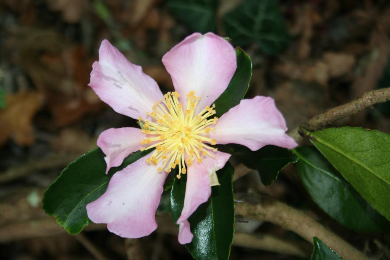 Camellia sasanqua 'Totenko'