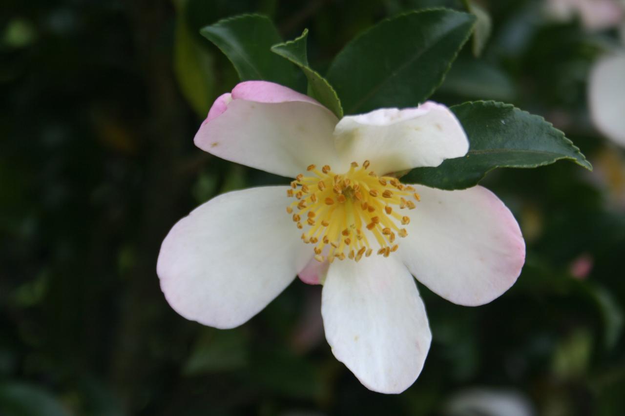 Camellia sasanqua 'Versicolor'