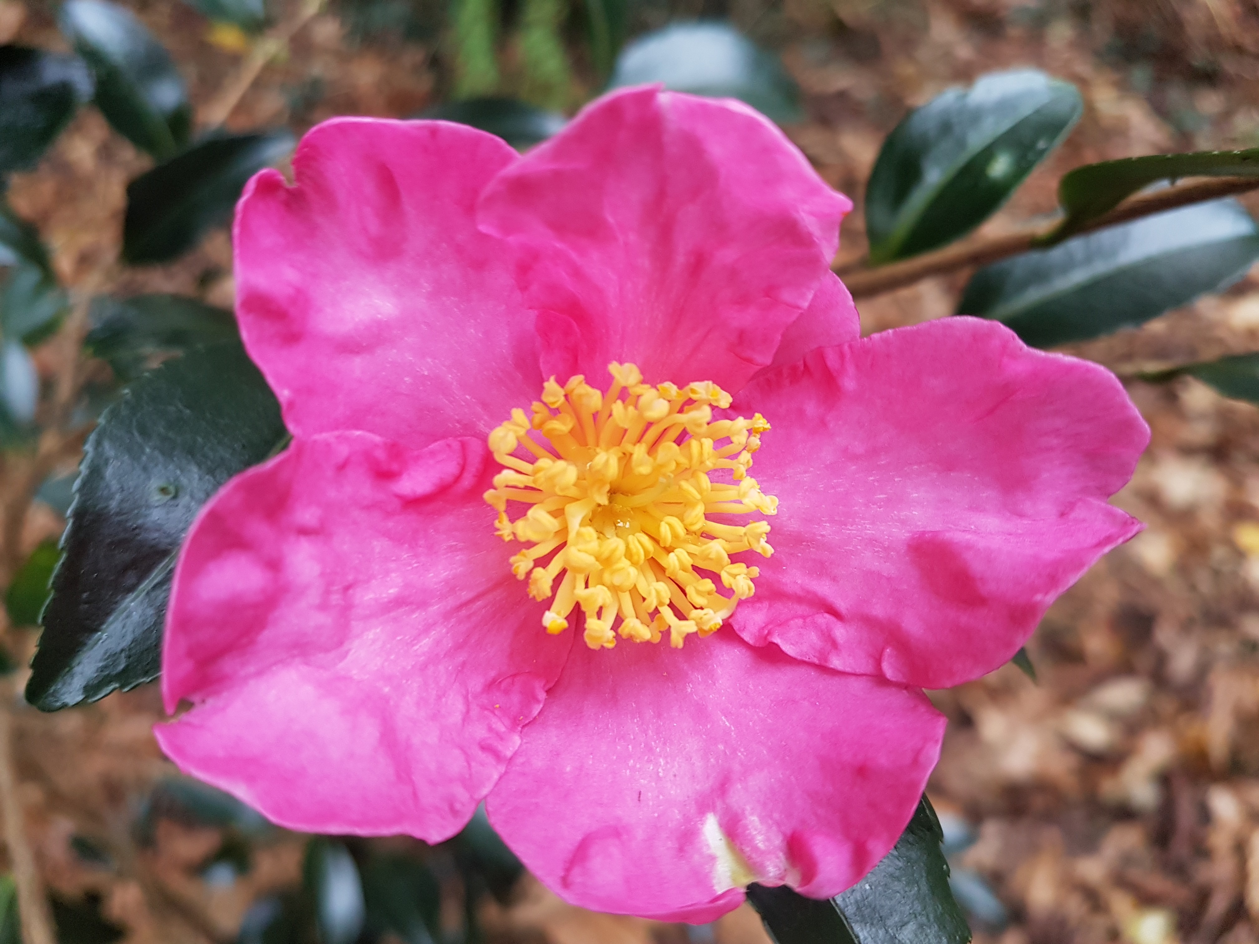 Camellia sasanqua 'Vicomtes de Noailles'