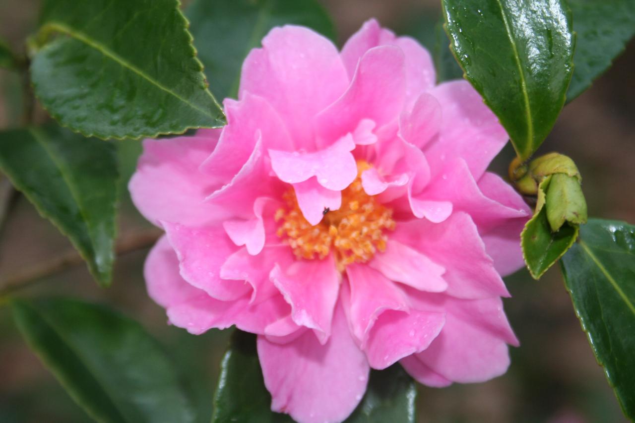 Camellia sasanqua 'Winter Joy'