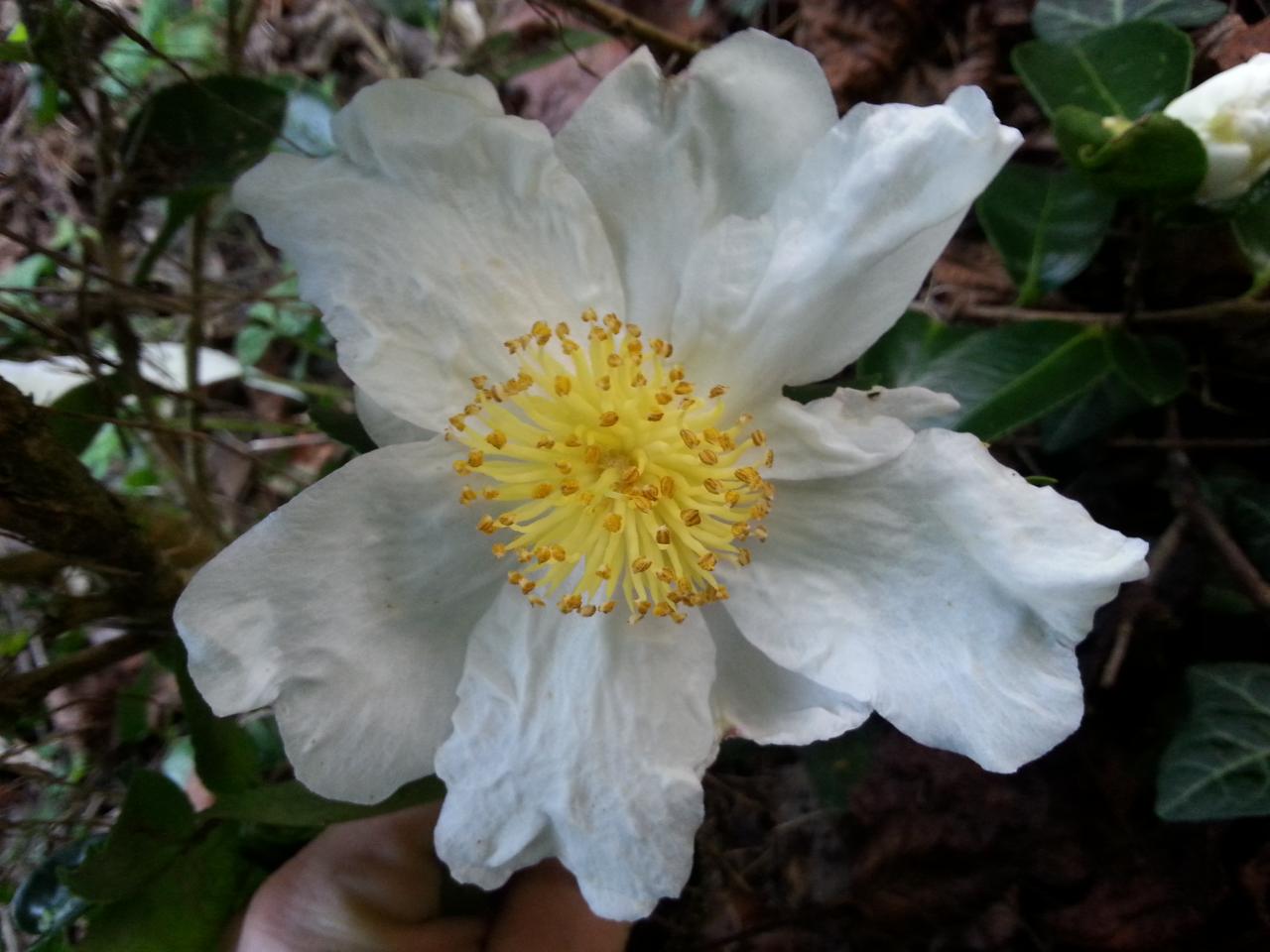 Camellia sasanqua 'Fukuzutsumi'