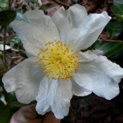 Camellia sasanqua 'Fukuzutsumi'