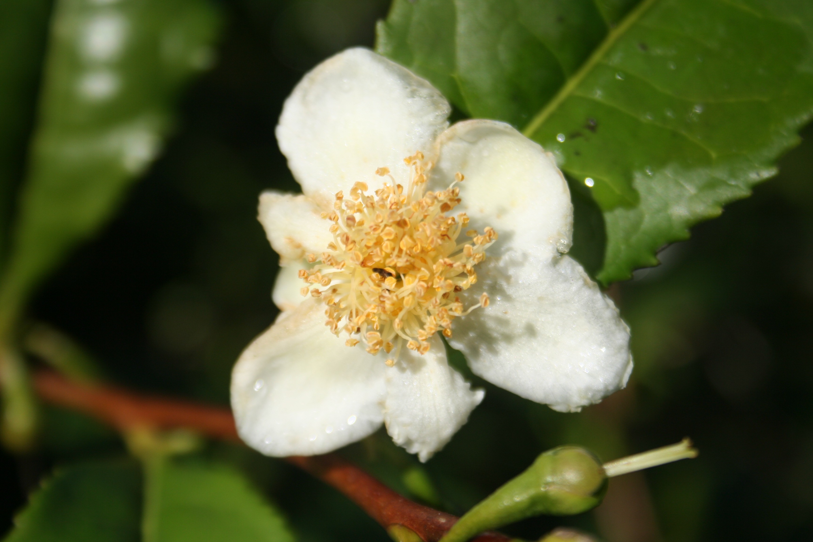 Camellia sinensis