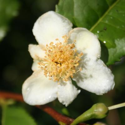 Camellia sinensis