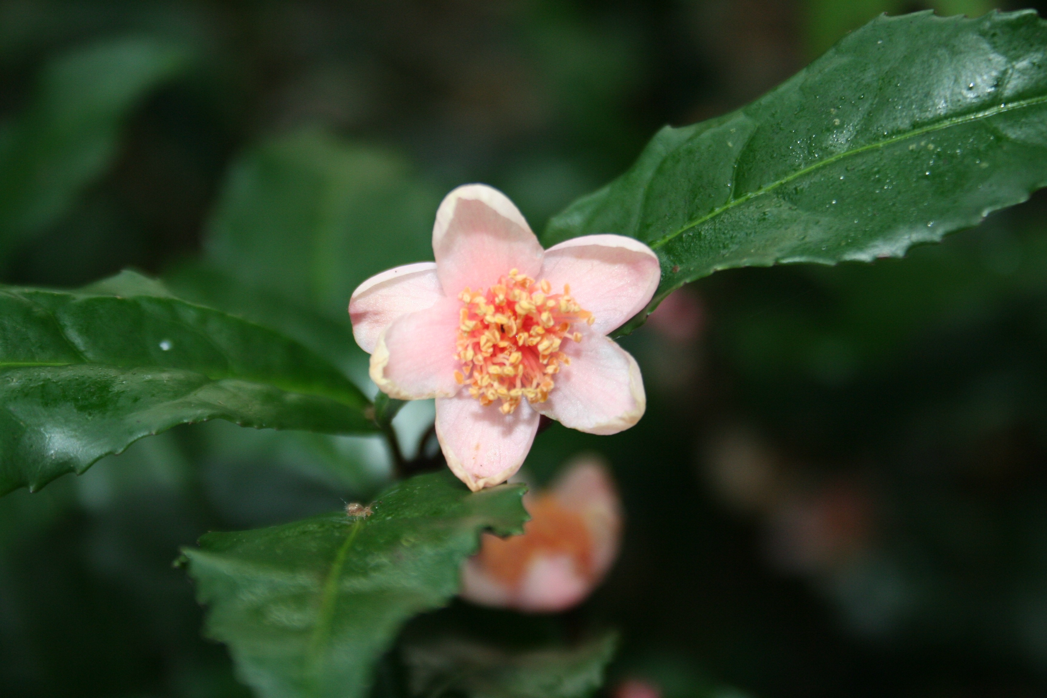 Camellia sinensis 'Beni-bana-sha'