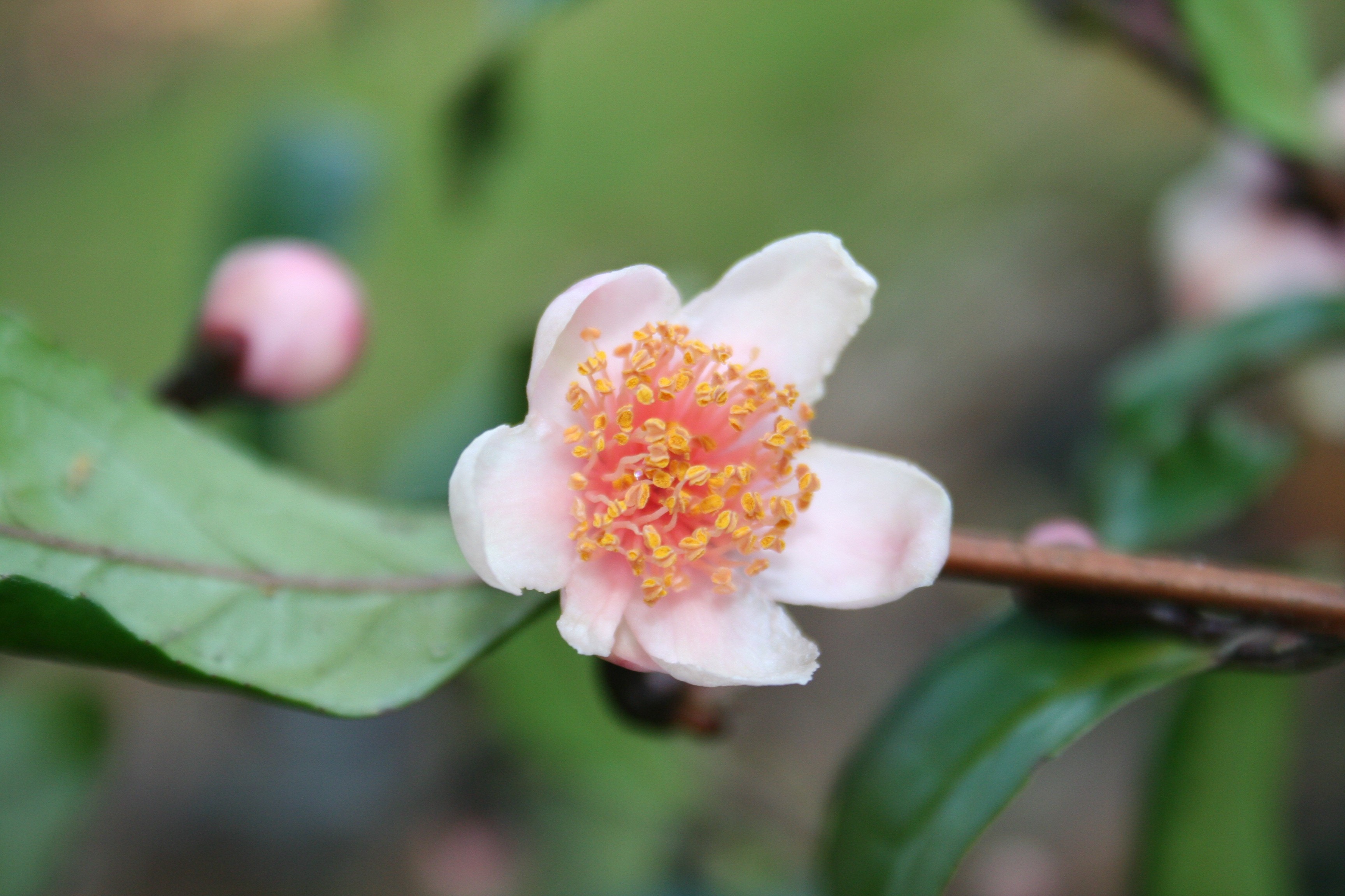 Camellia sinensis 'Beni-bana-sha'