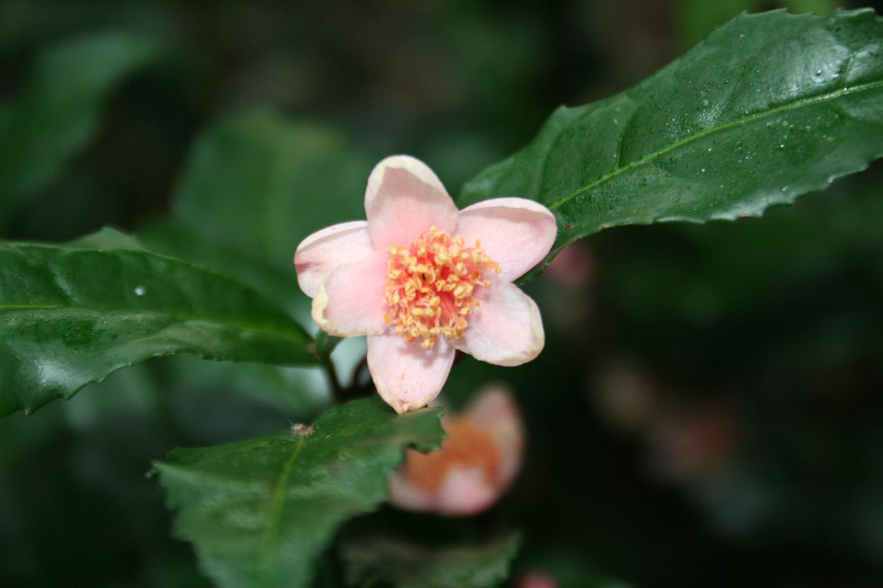 Camellia sinensis 'Beni-bena-sha'