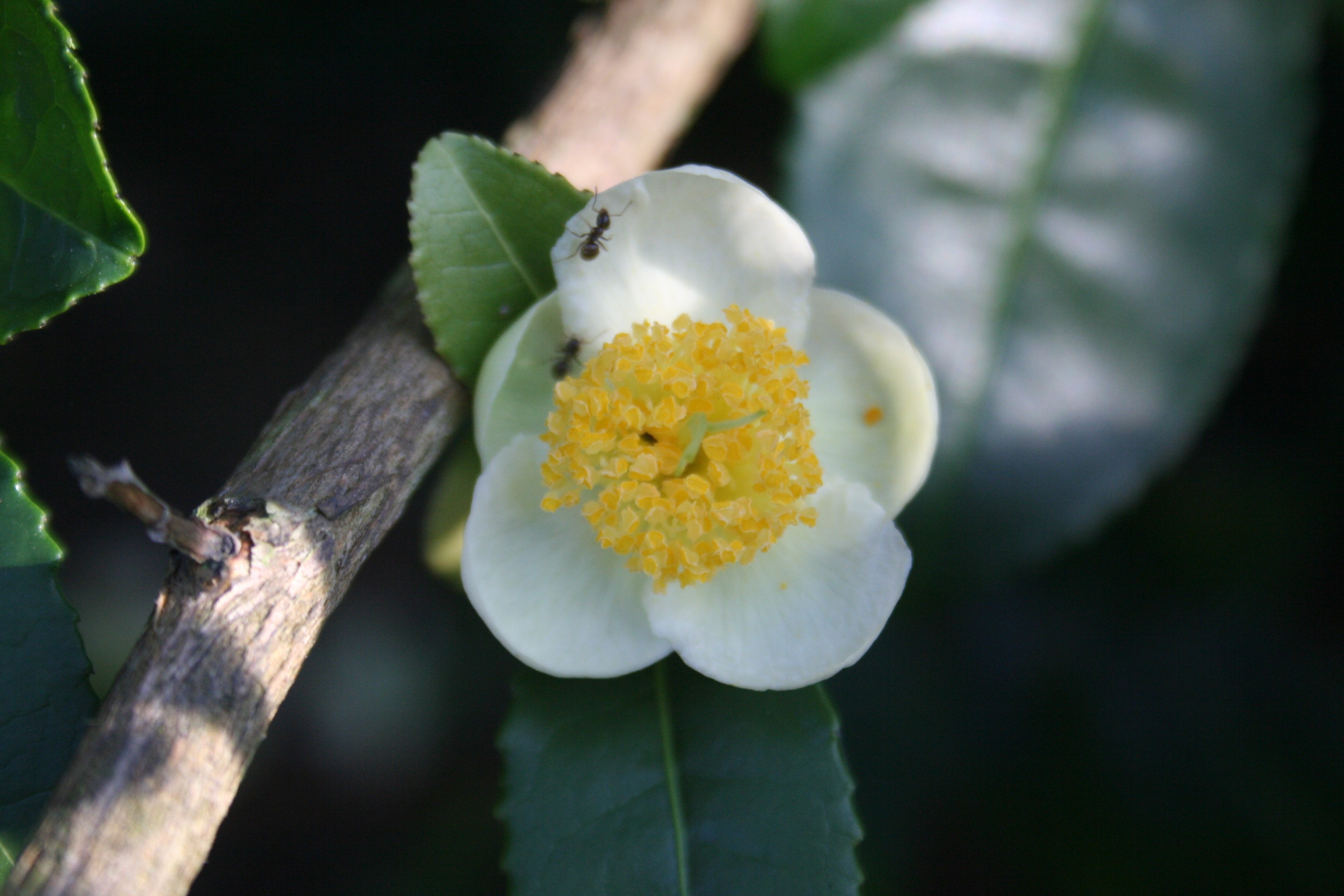 Camellia sinensis clône Trevarez