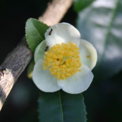 Camellia sinensis clône Trevarez