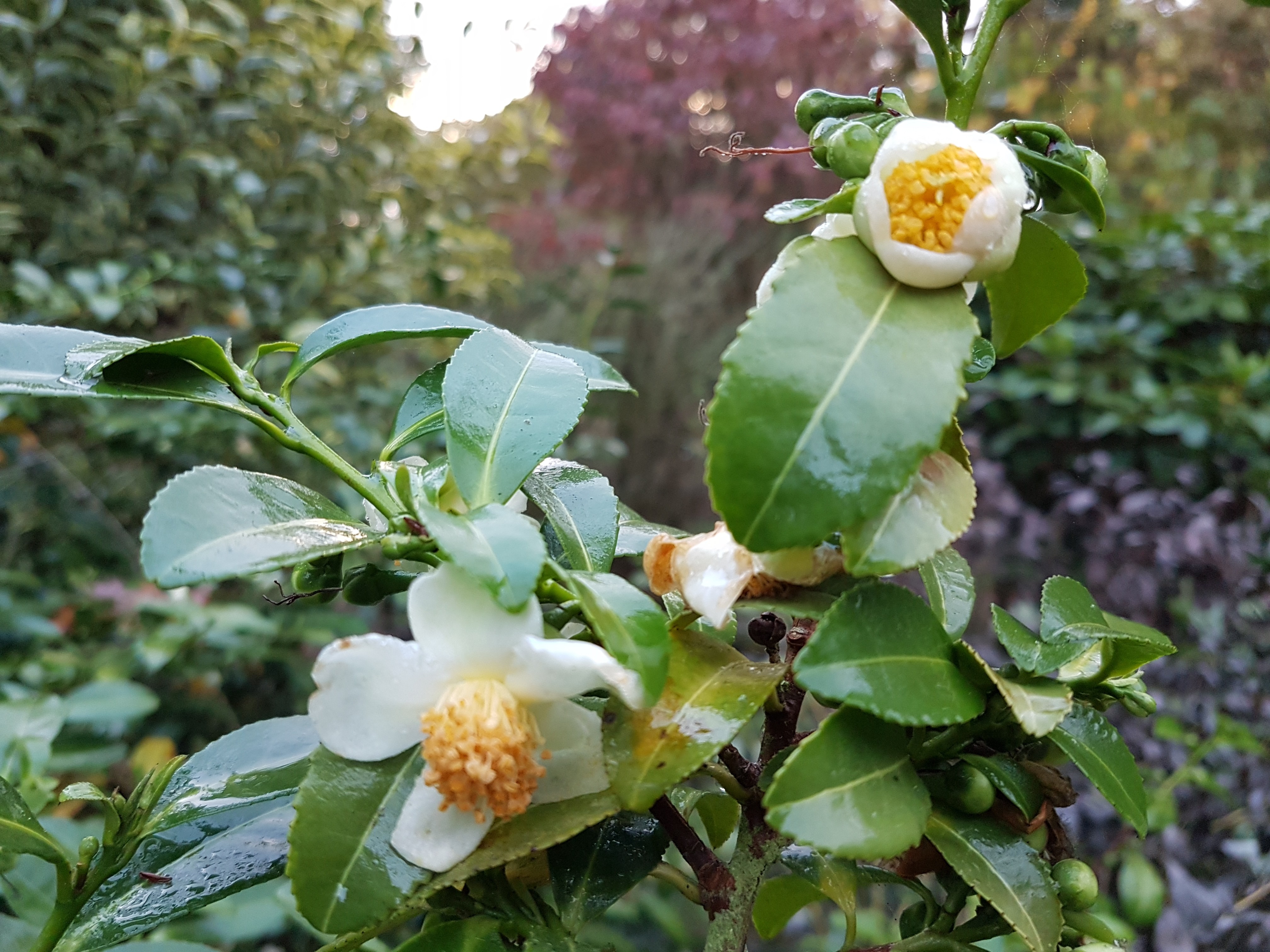 Camellia sinensis clône Trevarez