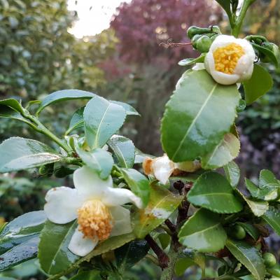 Camellia sinensis clône Trevarez