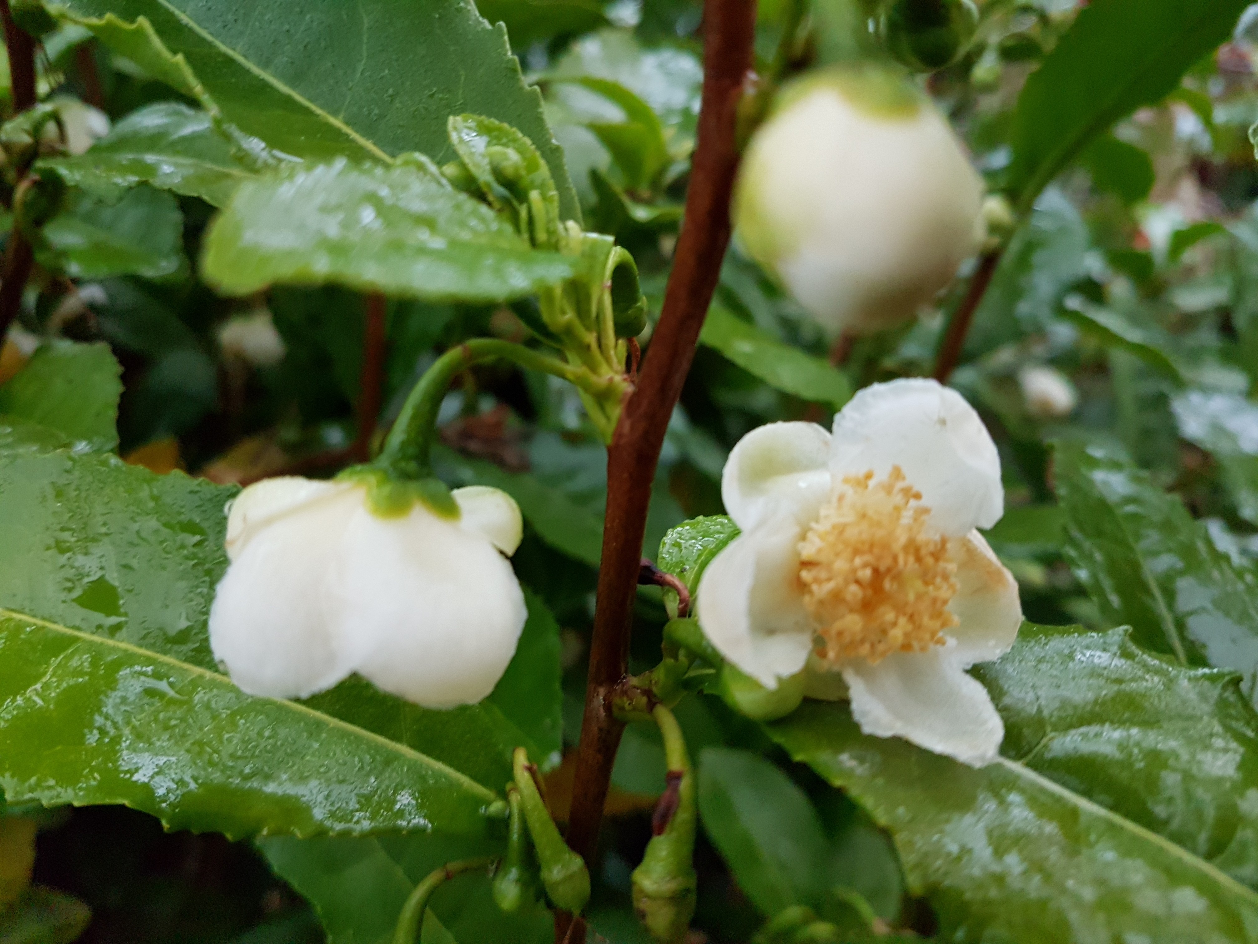 Camellia sinensis