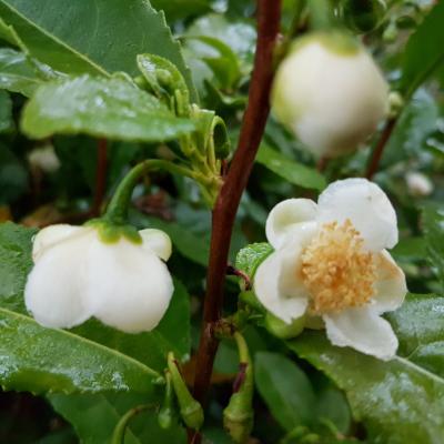 Camellia sinensis