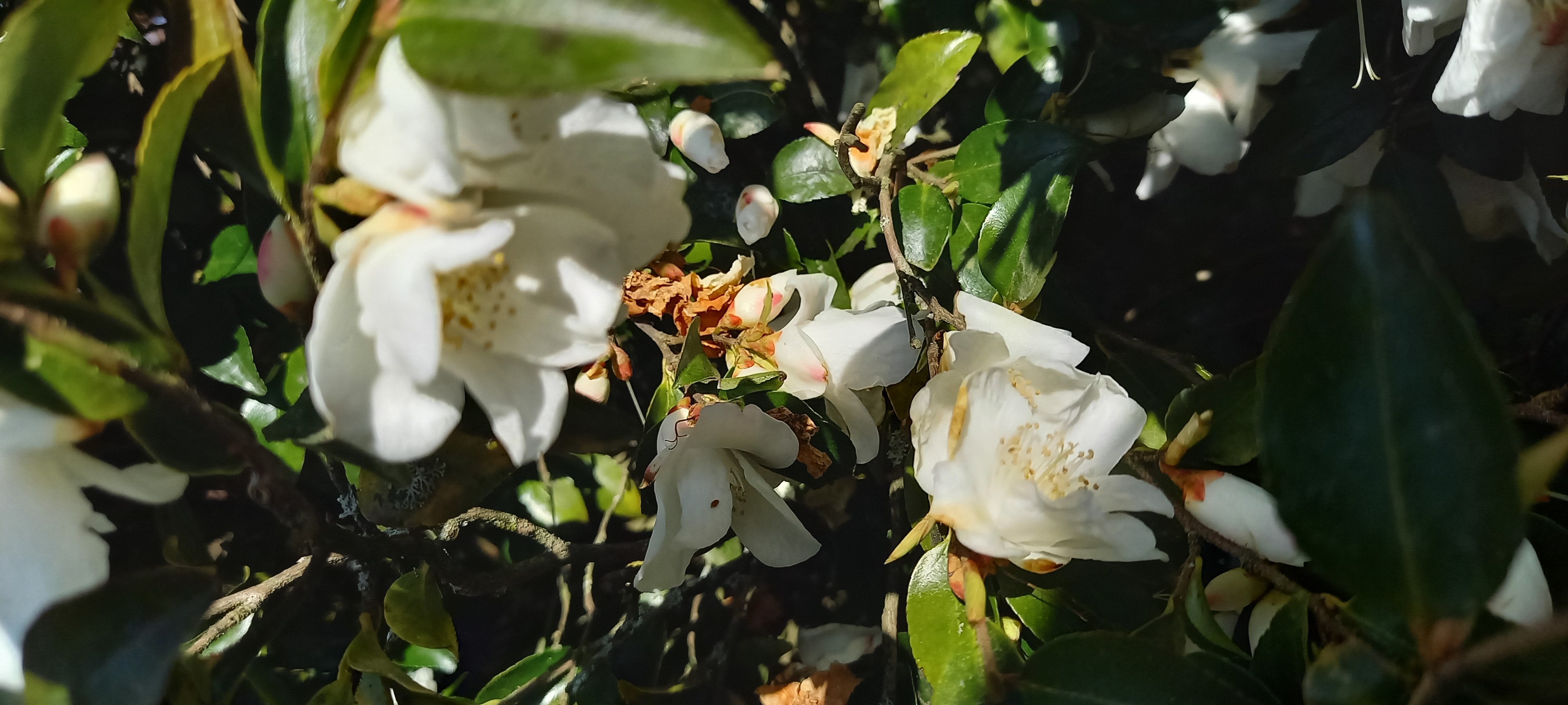 Camellia transnokoensis