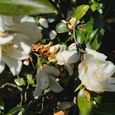 Camellia transnokoensis