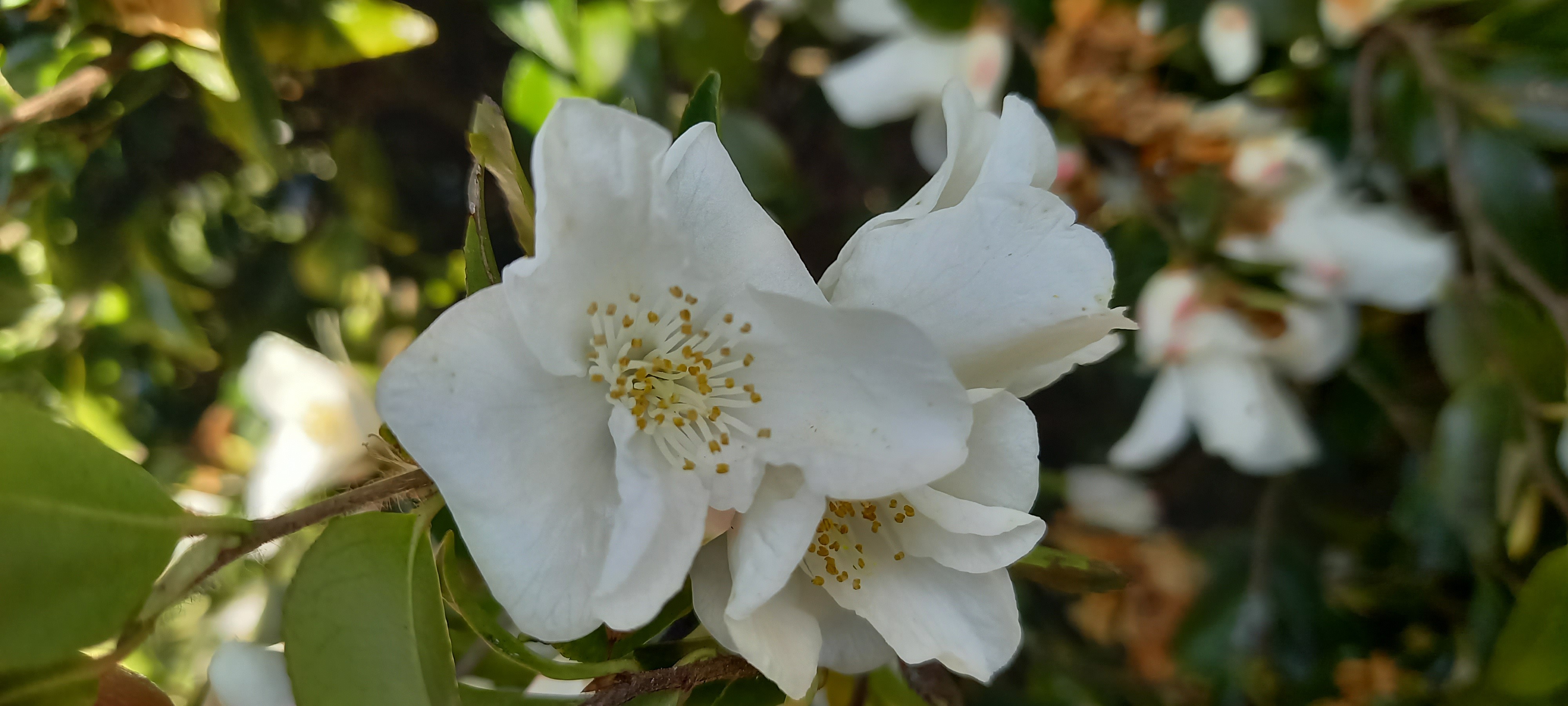 Camellia transnokoensis