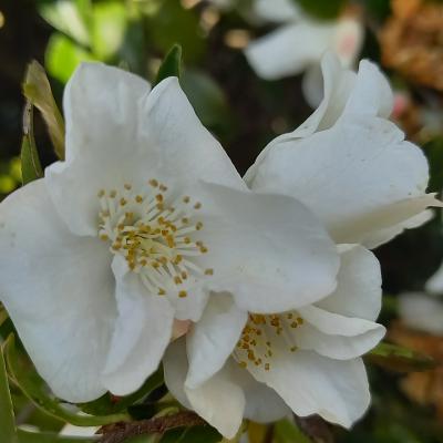 Camellia transnokoensis