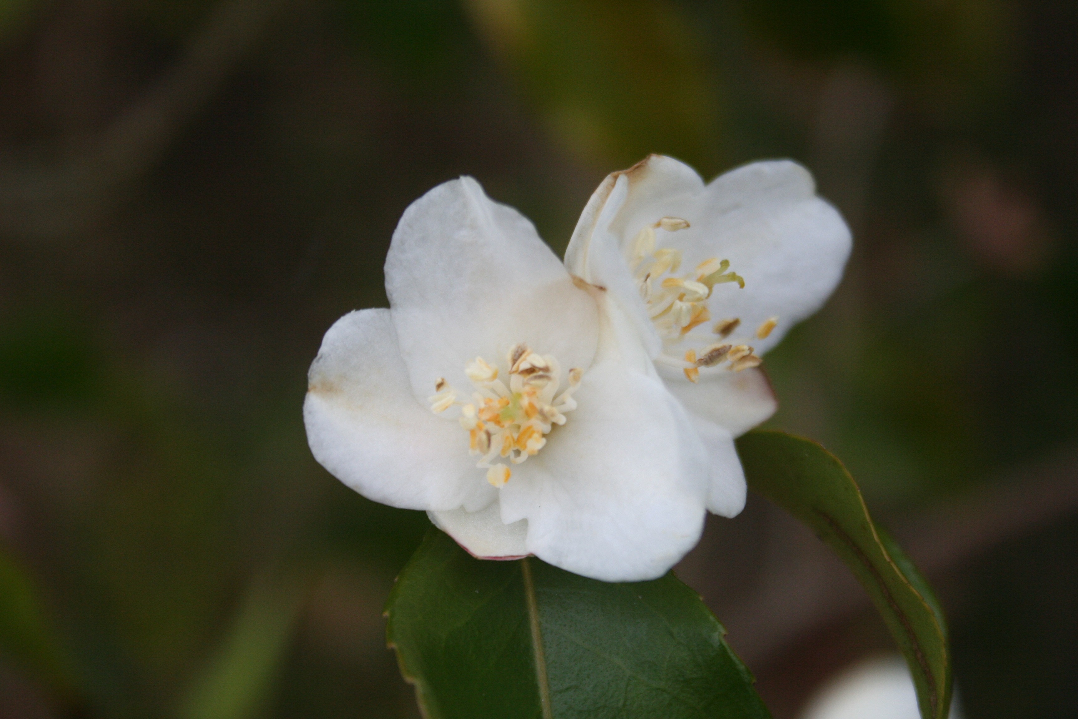 Camellia tsaii