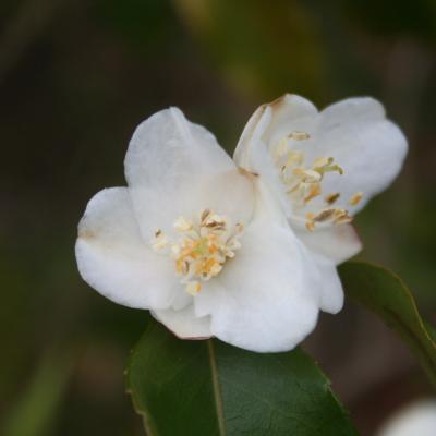 Camellia tsaii