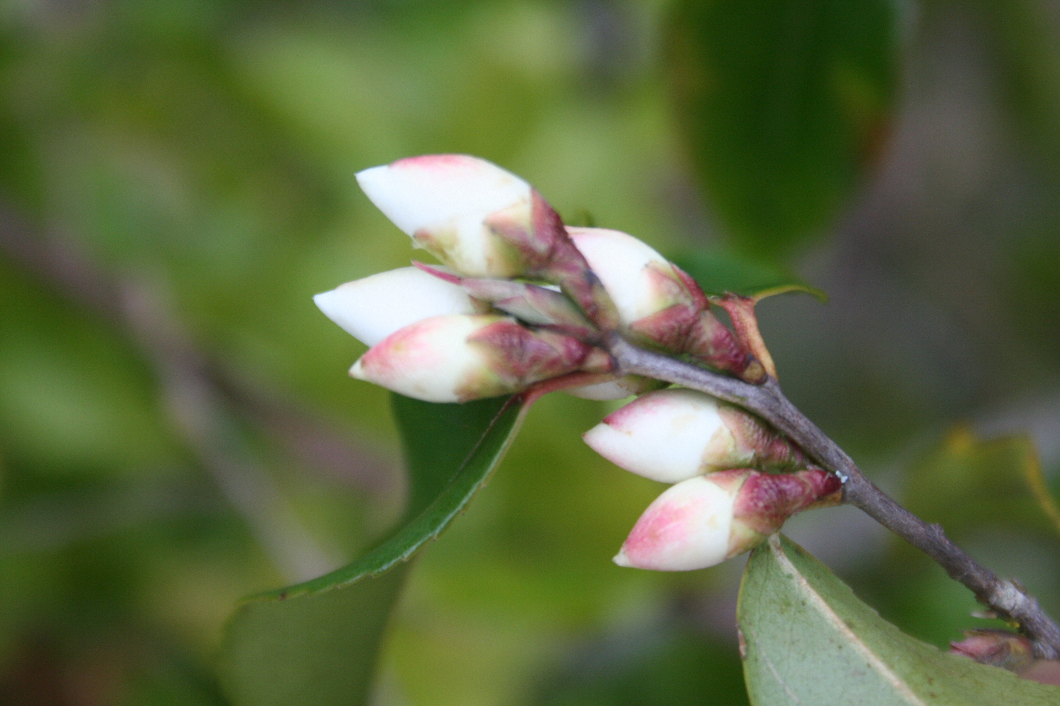 Camellia tsaii