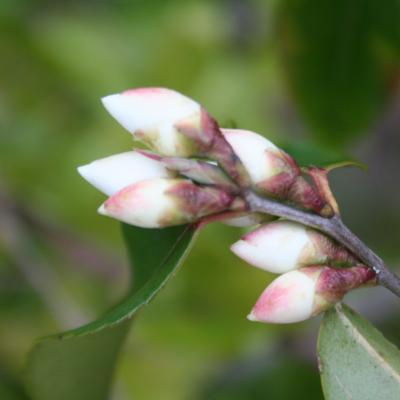 Camellia tsaii