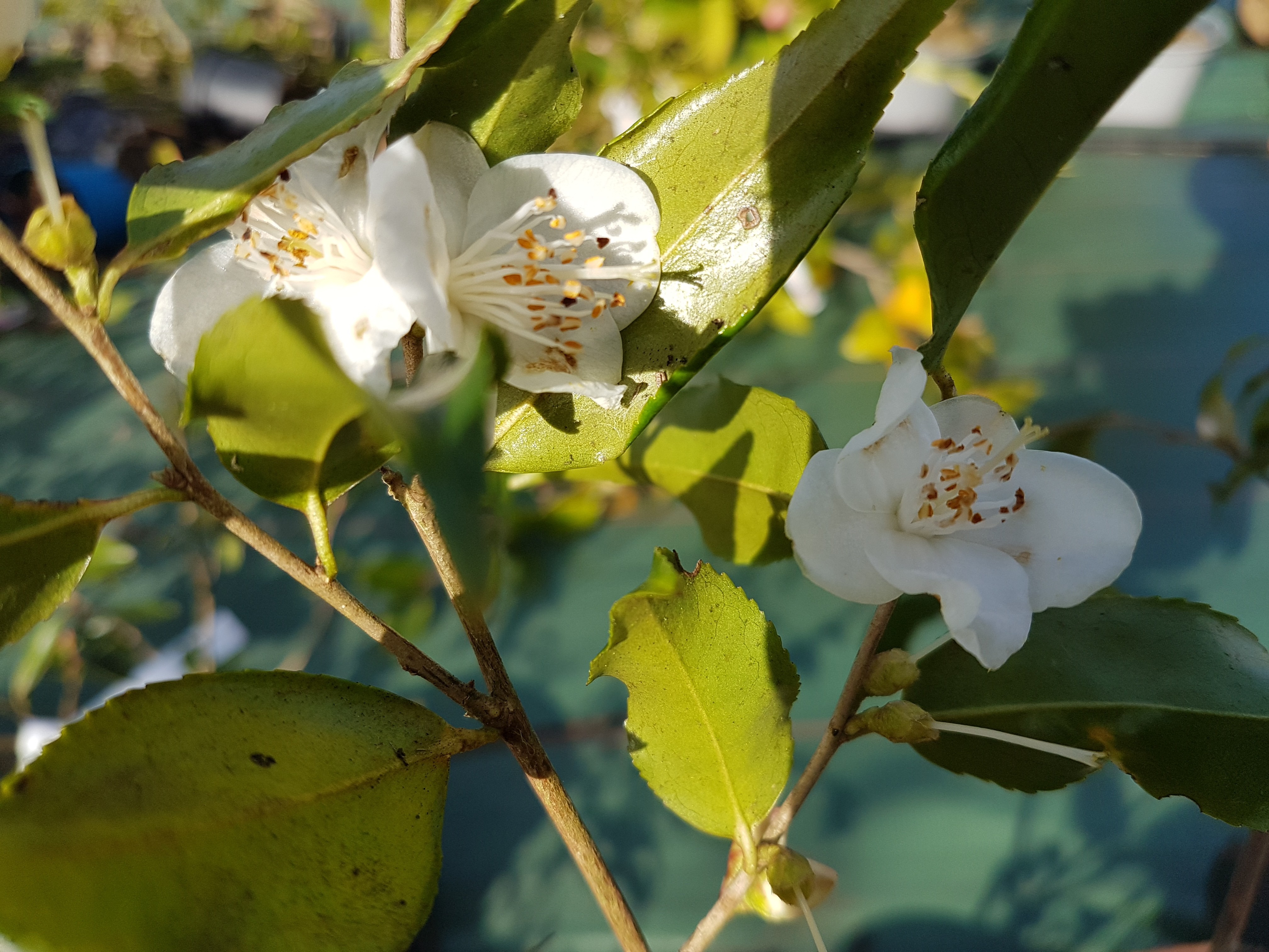 Camellia tsaii