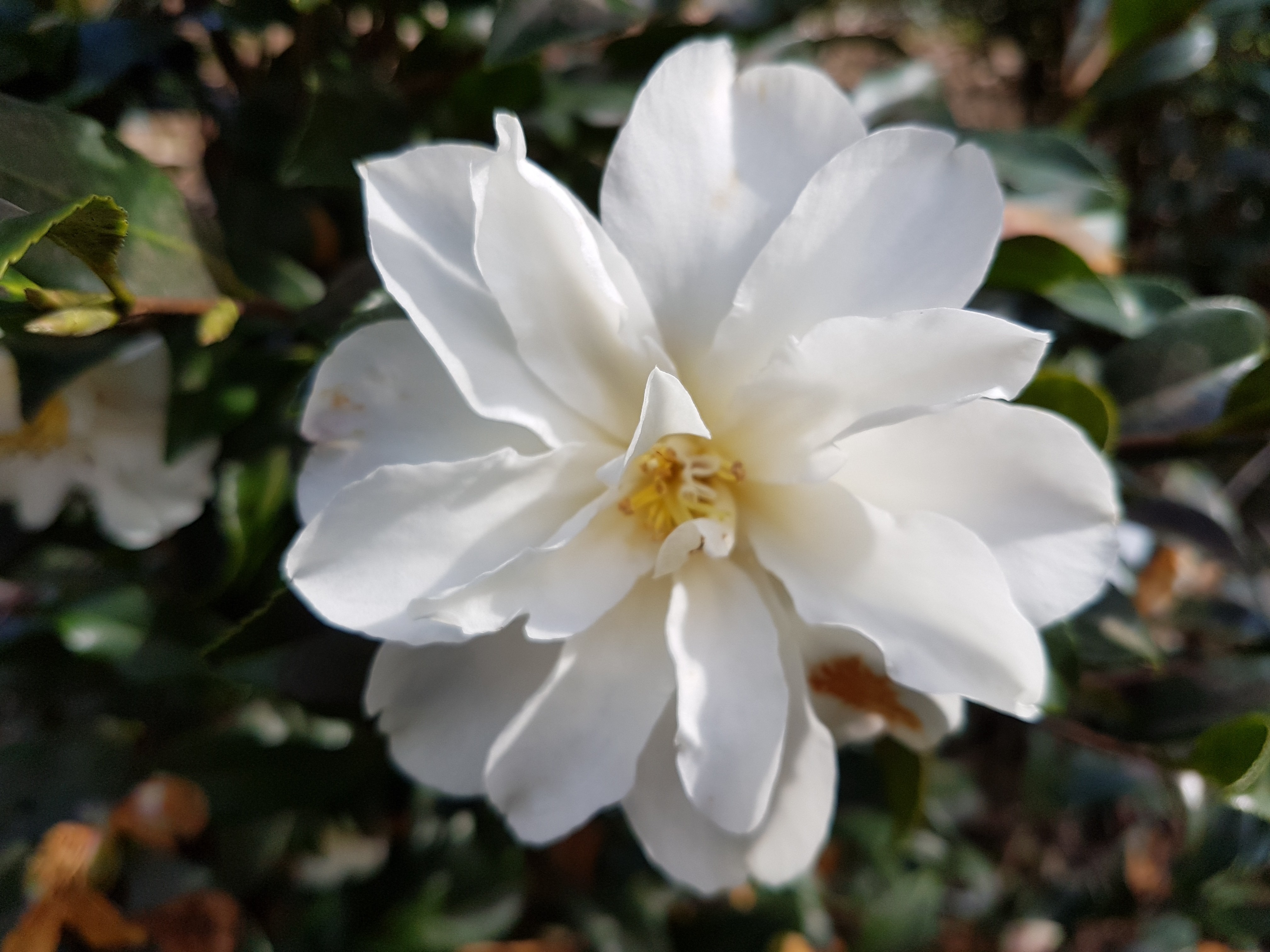 Camellia vernalis 'Ginryû'