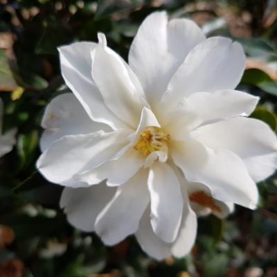 Camellia vernalis 'Ginryû'