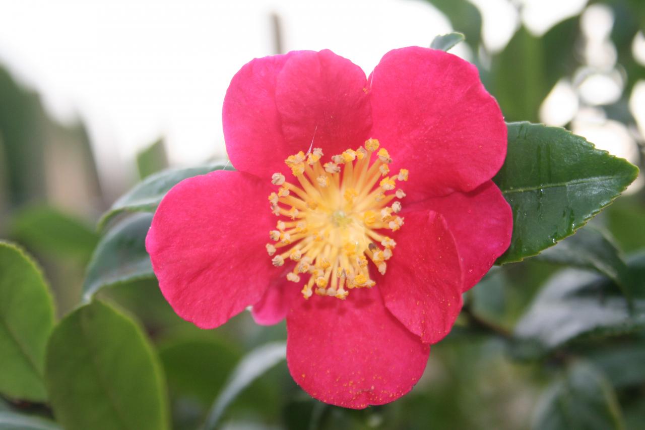 Camellia vernalis 'Yuletide'