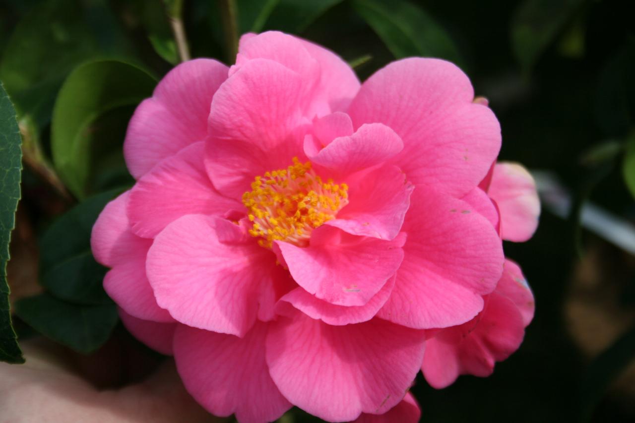 Camellia x williamsii 'Blue Danube'