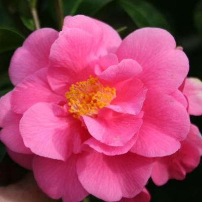 Camellia x williamsii 'Blue Danube'