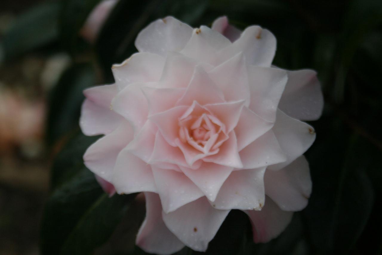 Camellia x williamsii 'Button's Bows'