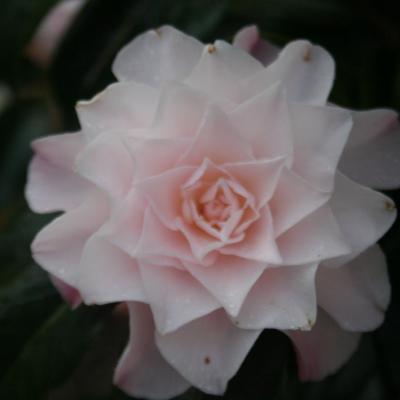 Camellia x williamsii 'Button's Bows'
