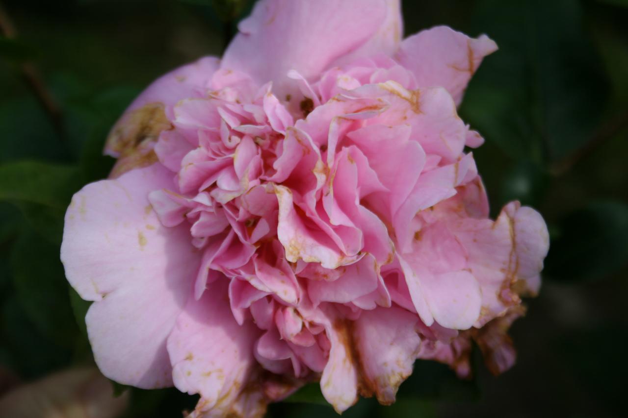 Camellia xwilliamsii 'Elsie Jury'