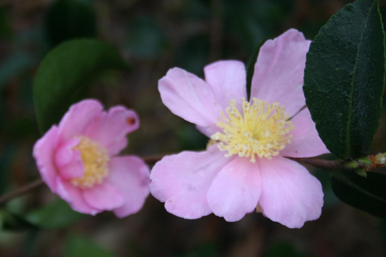 Camellia williamsii 'Winter Gem'