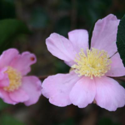 Camellia d'automne et d'hiver