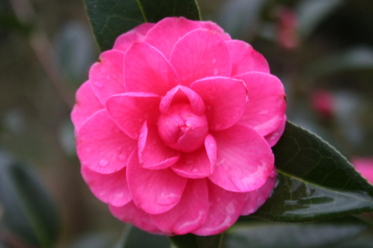 Camellia xpitardii 'Adorable'