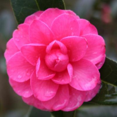 Camellia xpitardii 'Adorable'