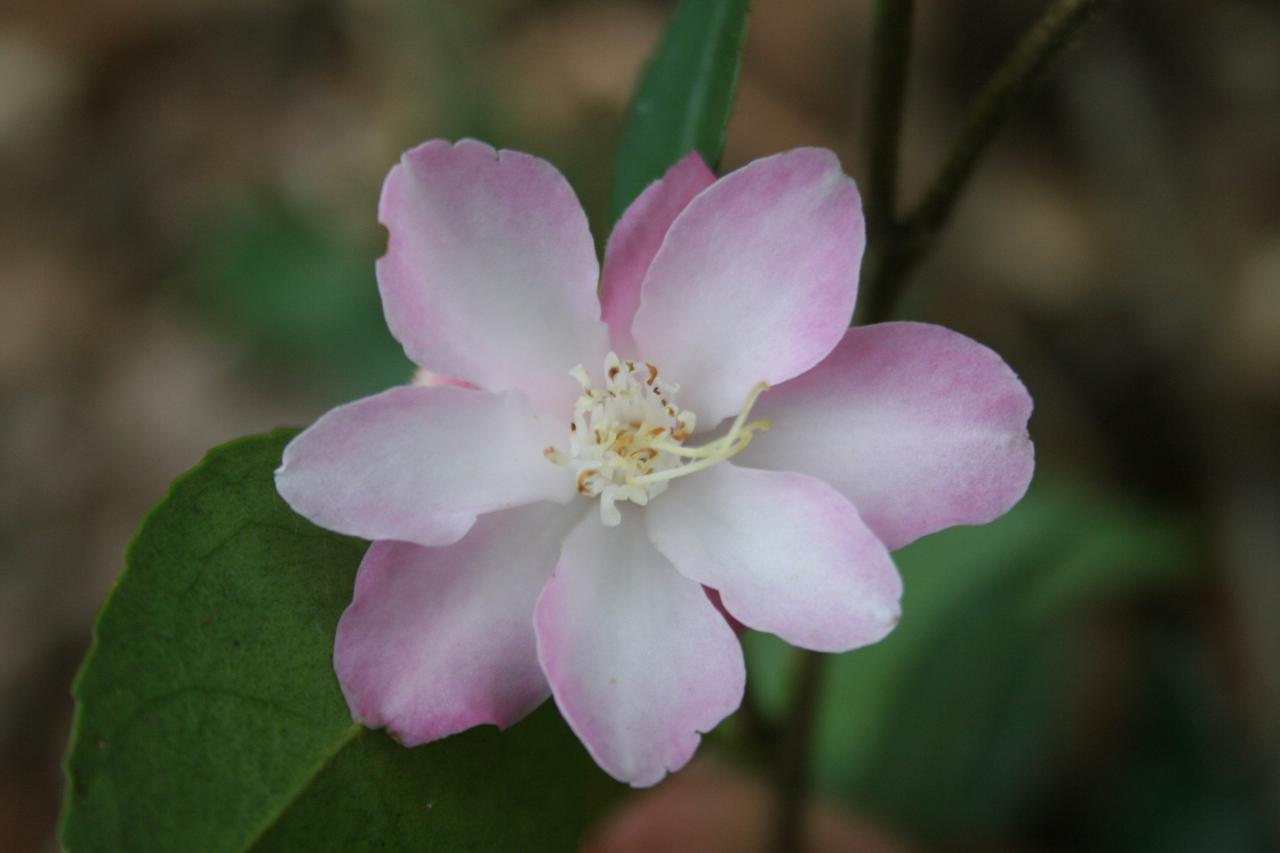 Camellia x 'Alpen Glo'