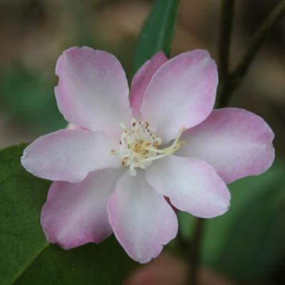 Camellia x 'Alpen Glo'